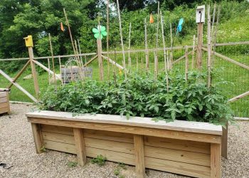 Public Service Profile: Corner Cupboard Food Bank Community Garden
