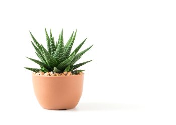 Greene Gardens: No Green Thumb? Try a Succulent!