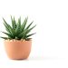 Greene Gardens: No Green Thumb? Try a Succulent!