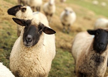 The Voice of the Lamb