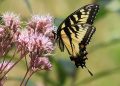 Greene Gardens: Master Gardeners