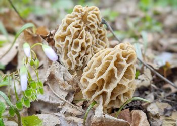 Foraging the Wilds of Greene