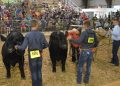 The (Livestock) Show Must Go On!
