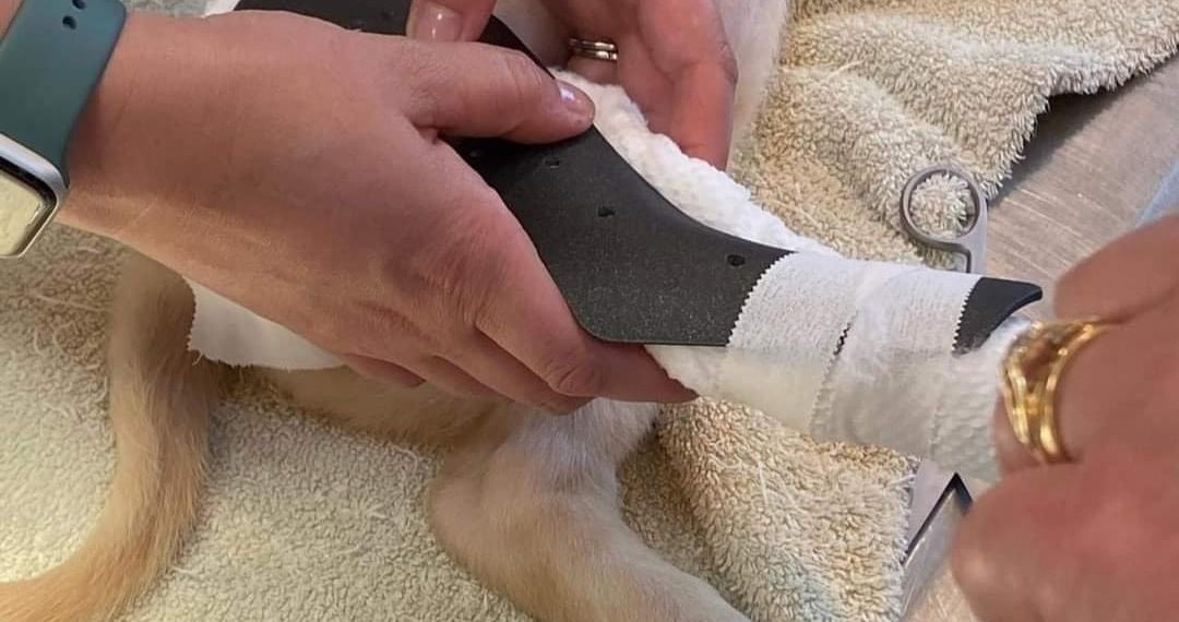 Anything is Paws-ible!