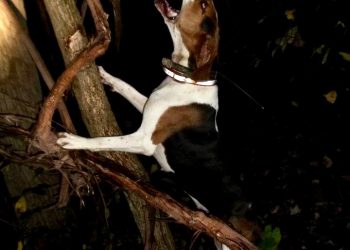 Greene County Coon Hunters Association