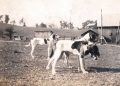 Going Greene: Barking Up the Wrong Tree – Jesse’s Hunting “Tail”
