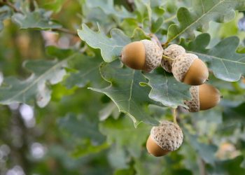 Greene Gardens: Pennsylvania Tree Nuts
