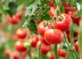 Greene Gardens: Growing Tomatoes