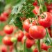 Greene Gardens: Growing Tomatoes