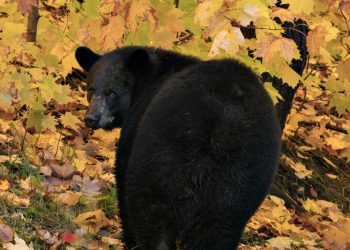 Going Greene: Thanksgiving Bear Hunt