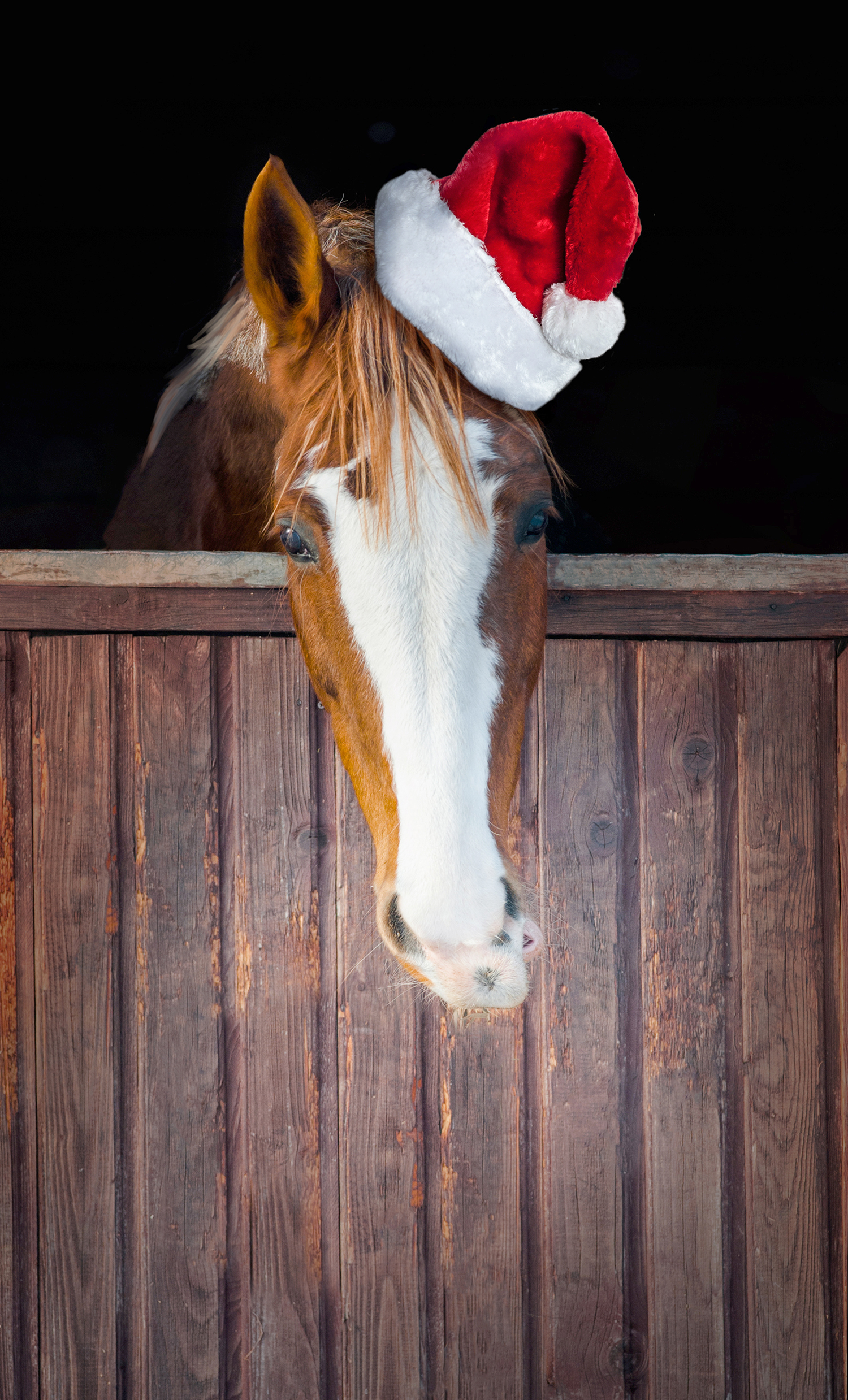 horse rescue