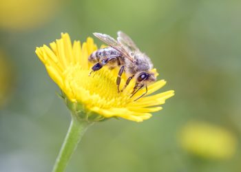 Summer Marketplace Supports Greene County Small Businesses