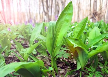 Celebrating Spring in Greene