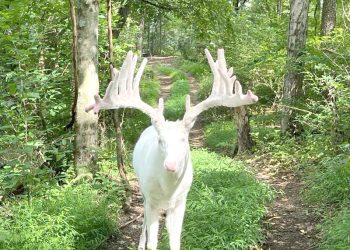 Comes But Once a Deer