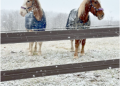Public Service Profile: Finding a Home at Horse & Hound Hilltop Haven