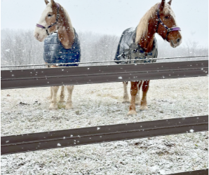 Public Service Profile: Finding a Home at Horse & Hound Hilltop Haven