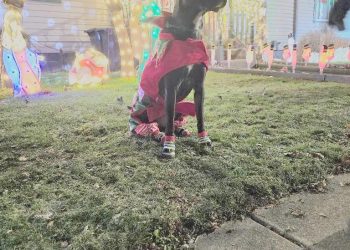 It Happened Here: Christmas at the Shrivers’