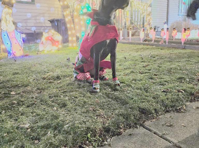 It Happened Here: Christmas at the Shrivers’