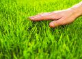 Getting Your Lawn Summer Ready After a Long Winter