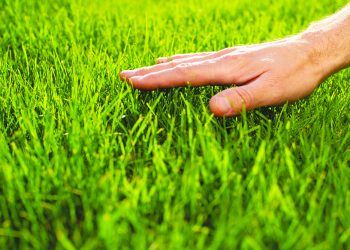 Getting Your Lawn Summer Ready After a Long Winter
