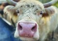Scottish Highland Cattle Capture Local Hearts