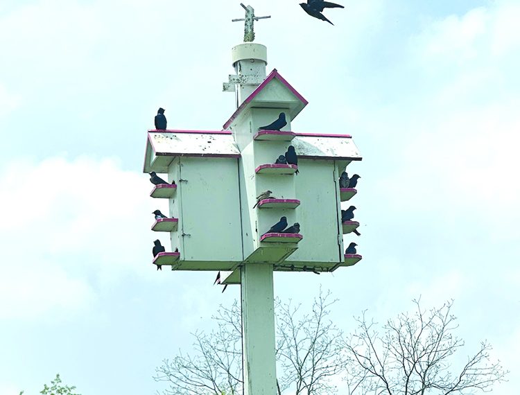 Purple Martins Return to the Area
