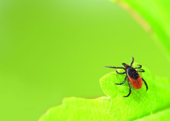 Tick Control…Prevention is Key