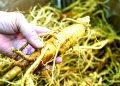 In the Out-door: “Senging” in Greene County
