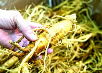 In the Out-door: “Senging” in Greene County