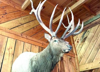 Elk Farming in Pennsylvania: Braddock’s Valley Elk Ranch
