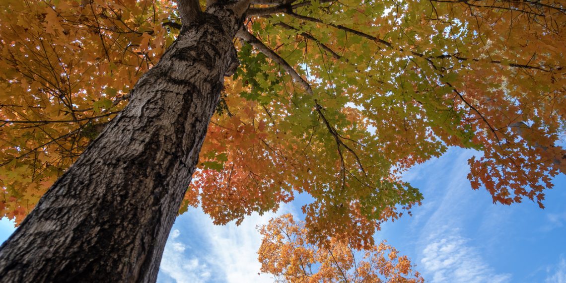 Scene and Heard – Be a Tree