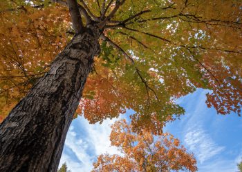 Scene and Heard – Be a Tree