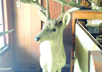 In the Out Door: The Top 5 Pennsylvania Whitetails with a Bow and Rifle