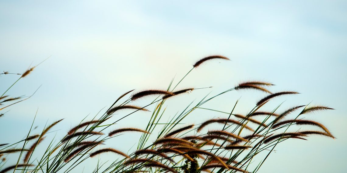 Tall grass bending in the wind against a soft blue sky.