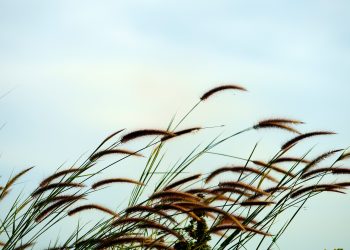 Tall grass bending in the wind against a soft blue sky.