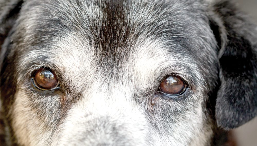 A close-up of an older dog’s face shows gentle eyes surrounded by gray fur.