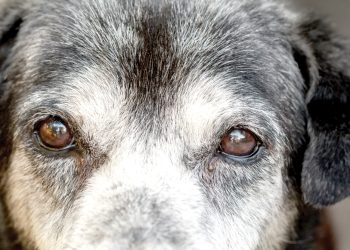A close-up of an older dog’s face shows gentle eyes surrounded by gray fur.