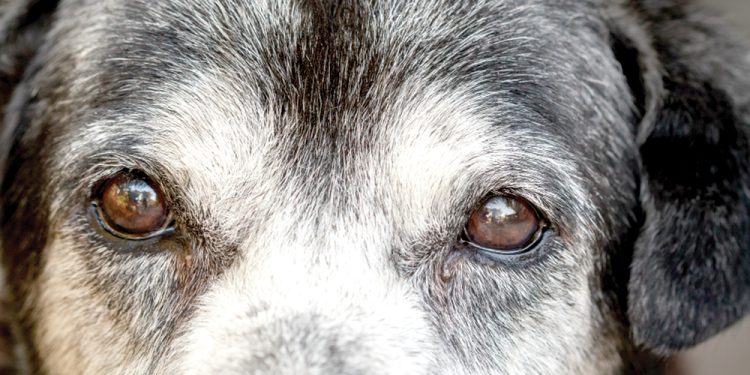 A close-up of an older dog’s face shows gentle eyes surrounded by gray fur.