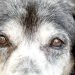 A close-up of an older dog’s face shows gentle eyes surrounded by gray fur.