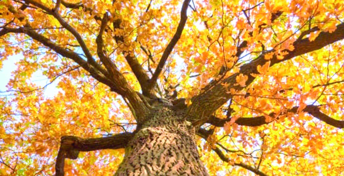 Tall tree with golden autumn leaves viewed from below with sunlight shining through branches.