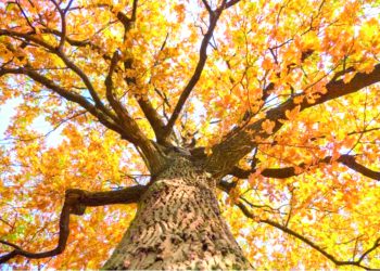 Tall tree with golden autumn leaves viewed from below with sunlight shining through branches.