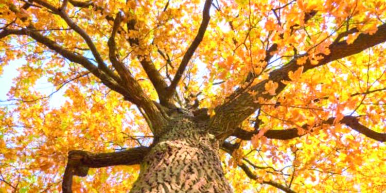Tall tree with golden autumn leaves viewed from below with sunlight shining through branches.