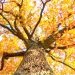 Tall tree with golden autumn leaves viewed from below with sunlight shining through branches.