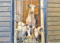 Three goats standing behind a wire gate inside a wooden barn.