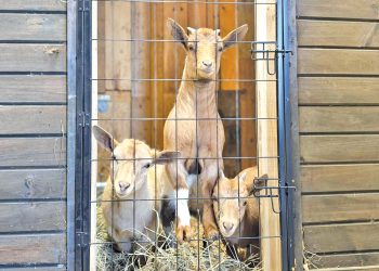 Three goats standing behind a wire gate inside a wooden barn.