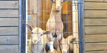 Three goats standing behind a wire gate inside a wooden barn.