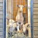 Three goats standing behind a wire gate inside a wooden barn.