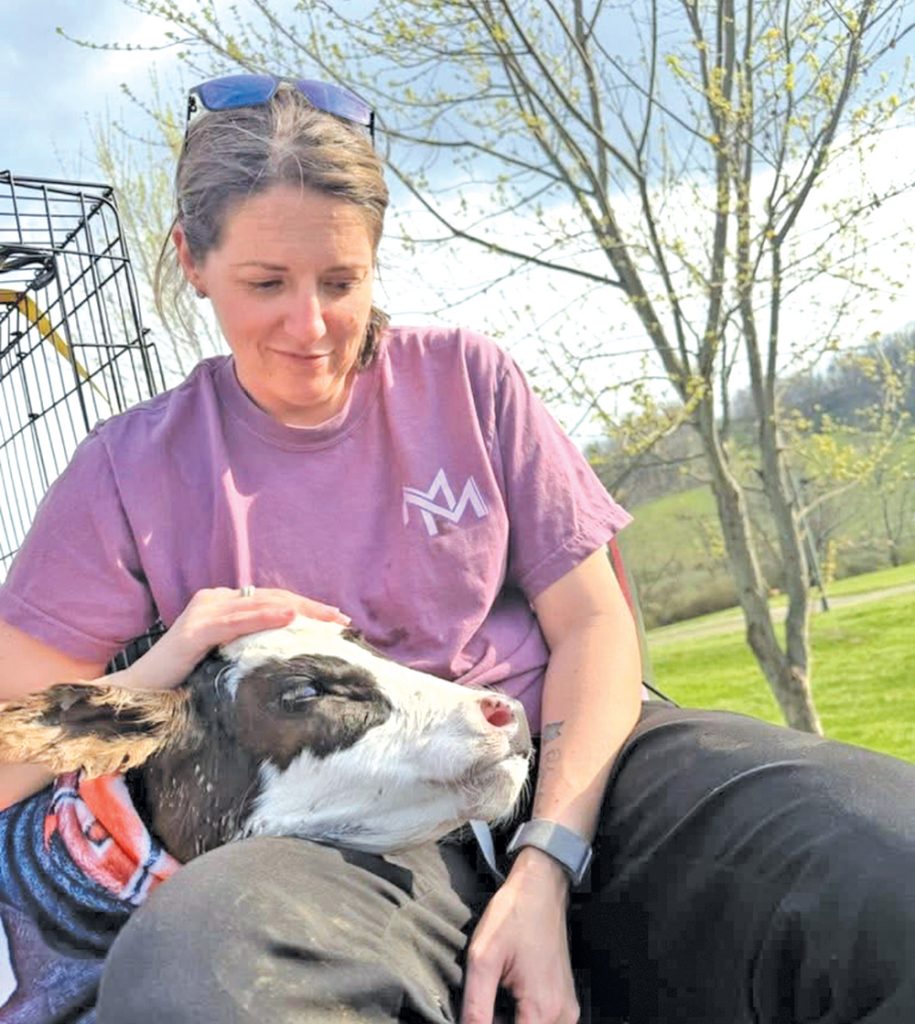 Woman sitting outside petting a calf resting in her lap.