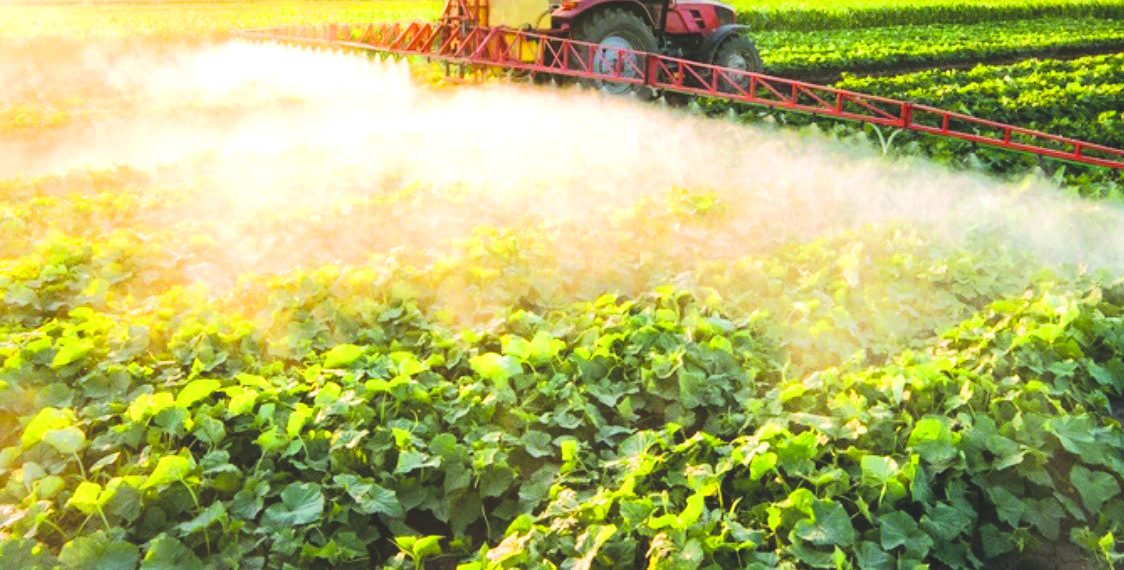 Tractor sprays crops in a sunlit field with rows of green plants stretching into the distance.