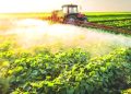 Tractor sprays crops in a sunlit field with rows of green plants stretching into the distance.